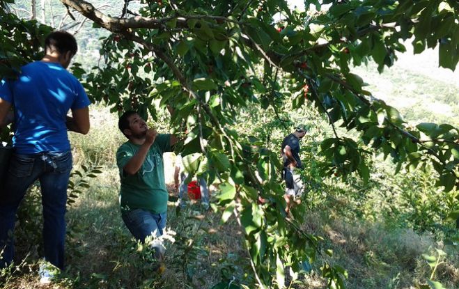 Παραγωγοί από τα Δολιανά δώρισαν τα κεράσια τους σε παντοπωλεία και συσσίτια! (vd)