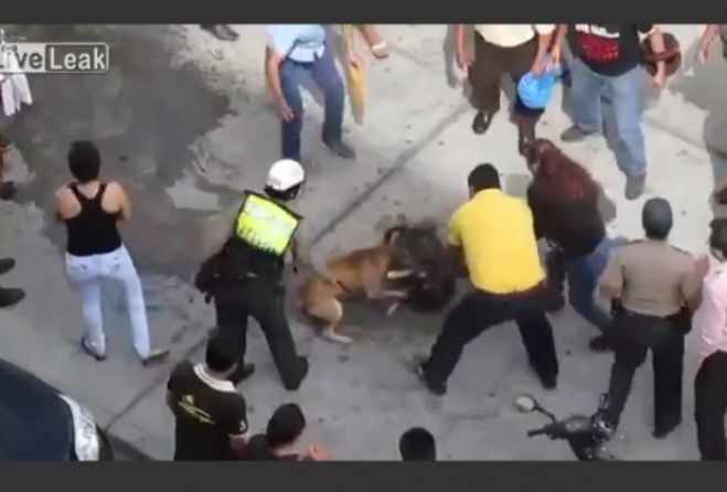 Σκυλομαχίες στην Πάτρα; Τι λένε οι κάτοικοι!