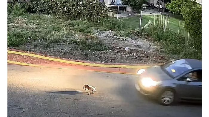&Tau;&alpha;&upsilon;&tau;&omicron;&pi;&omicron;&iota;ή&theta;&eta;&kappa;&epsilon; &eta; &omicron;&delta;&eta;&gamma;ό&sigmaf; &pi;&omicron;&upsilon; &pi;ά&tau;&eta;&sigma;&epsilon; &sigma;&kappa;&omicron;&pi;ί&mu;&omega;&sigmaf; &tau;&omicron; &alpha;&delta;έ&sigma;&pi;&omicron;&tau;&omicron; &sigma;&kappa;&upsilon;&lambda;ά&kappa;&iota; &sigma;&tau;&eta; &Gamma;&alpha;&sigma;&tau;&omicron;ύ&nu;&eta;