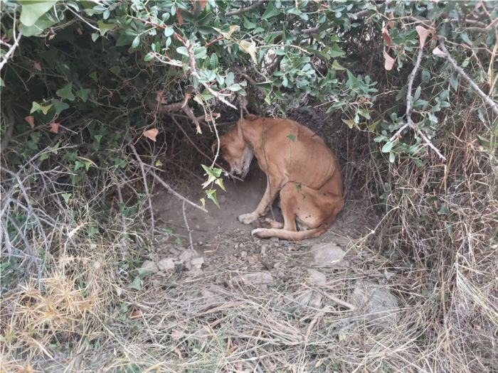 &Epsilon;&lambda;&lambda;ά&delta;&alpha; | &Epsilon;&iota;&kappa;ό&nu;&epsilon;&sigmaf;-&sigma;&omicron;&kappa; &mu;&epsilon; &kappa;&rho;&epsilon;&mu;&alpha;&sigma;&mu;έ&nu;&omicron; &sigma;&kappa;&upsilon;&lambda;ί