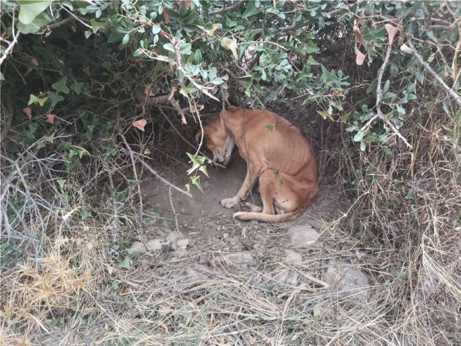 &Epsilon;&lambda;&lambda;ά&delta;&alpha; | &Epsilon;&iota;&kappa;ό&nu;&epsilon;&sigmaf;-&sigma;&omicron;&kappa; &mu;&epsilon; &kappa;&rho;&epsilon;&mu;&alpha;&sigma;&mu;έ&nu;&omicron; &sigma;&kappa;&upsilon;&lambda;ί