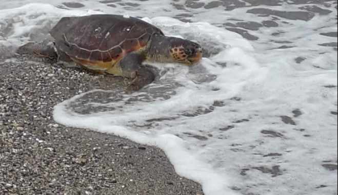 &Theta;&alpha;&lambda;ά&sigma;&sigma;&iota;&alpha; &Chi;&epsilon;&lambda;ώ&nu;&alpha; Caretta&nbsp;caretta&nbsp;&sigma;&tau;&omicron; &Pi;&alpha;&rho;ά&lambda;&iota;&omicron; Ά&sigma;&tau;&rho;&omicron;&sigmaf;!