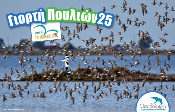 Γιορτή Πουλιών 2025 σε Λίμνη Τάκα και Λιμνοθάλασσα Μουστού!
