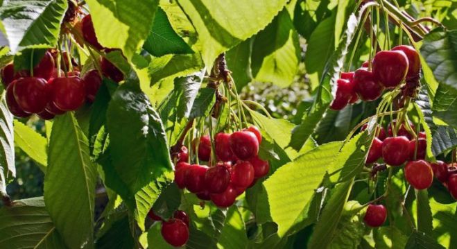 &Beta;ό&rho;&epsilon;&iota;&alpha; &Kappa;&upsilon;&nu;&omicron;&upsilon;&rho;ί&alpha; | &Upsilon;&pi;&omicron;&beta;&omicron;&lambda;ή &delta;ή&lambda;&omega;&sigma;&eta;&sigmaf; &zeta;&eta;&mu;ί&alpha;&sigmaf; &gamma;&iota;&alpha; &tau;&omicron;&upsilon;&sigmaf; &pi;&alpha;&rho;&alpha;&gamma;&omega;&gamma;&omicron;ύ&sigmaf; &kappa;&epsilon;&rho;&alpha;&sigma;&iota;ώ&nu; &kappa;&alpha;&iota; &beta;&epsilon;&rho;ί&kappa;&omicron;&kappa;&omega;&nu;