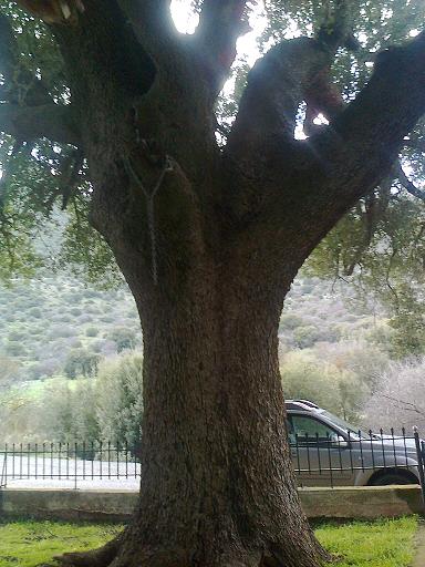 &Iota;&epsilon;&rho;ό&sigma;&upsilon;&lambda;&omicron;&iota; έ&kappa;&lambda;&epsilon;&psi;&alpha;&nu; &tau;&eta;&nu; &kappa;&alpha;&mu;&pi;ά&nu;&alpha; &tau;&omicron;&upsilon; &Alpha;ϊ &ndash; &Theta;&alpha;&nu;ά&sigma;&eta; &sigma;&tau;&eta; &Beta;&lambda;&alpha;&chi;έ&rho;&nu;&alpha;