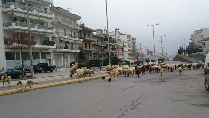 Τρίπολη - &quot;Μπλόκο&quot; από πρόβατα στον περιφερειακό της ΟΗΕ! (εικόνες)