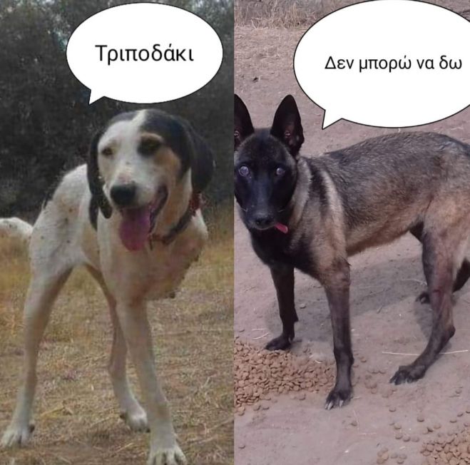Κάλεσμα από τον Φιλοζωικό Σύλλογο Τρίπολης | Υιοθέτησε κι εσύ ένα ανάπηρο ζωάκι!
