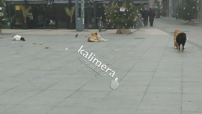 Αδέσποτα | Η κυβέρνηση χρηματοδοτεί με 34.000 € τον Δήμο Τρίπολης για το καταφύγιο!
