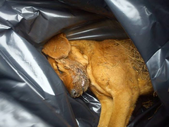Αδέσποτα - Καταγγελία για εξόντωση σκύλων με φόλες στην Τρίπολη (εικόνες - βίντεο)