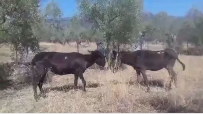 Τα κακοποιημένα γαϊδουράκια που φροντίζει ο Φιλοζωικός Σύλλογος Τρίπολης (vd)