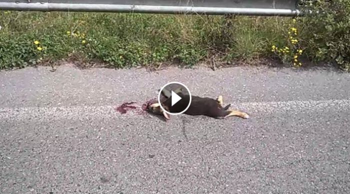 Οδηγός παρέσυρε και σκότωσε σκυλάκι στο δρόμο &quot;Τρίπολης - Άστρους&quot; (vd)