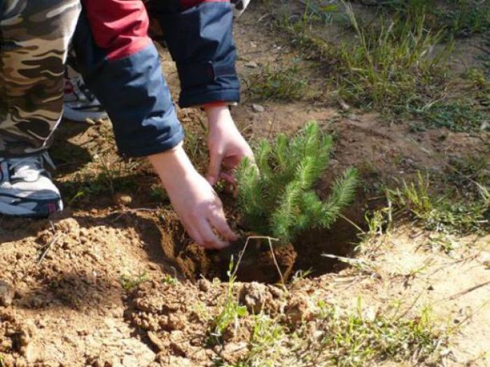 Εθελοντική δενδροφύτευση από τον Κυνηγετικό Σύλλογο Λεωνιδίου