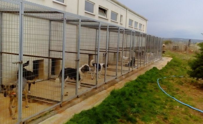 Δήμος Μεγαλόπολης | Εξασφάλισε σχεδόν μισό εκατομμύριο ευρώ για καταφύγιο αδέσποτων ζώων!