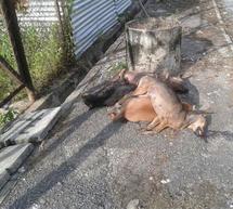 &Upsilon;&pi;ό&theta;&epsilon;&sigma;&eta;: &laquo;&Phi;ό&lambda;&epsilon;&sigmaf;&raquo;