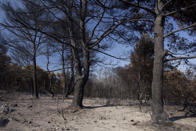 &Eta; &pi;&epsilon;&rho;ί&pi;&tau;&omega;&sigma;&eta; &tau;&eta;&sigmaf; &Pi;&epsilon;&lambda;&omicron;&pi;&omicron;&nu;&nu;ή&sigma;&omicron;&upsilon; | &Tau;&epsilon;&lambda;&iota;&kappa;ά &mu;&iota;&alpha; &pi;&upsilon;&rho;&kappa;&alpha;&gamma;&iota;ά &tau;&epsilon;&lambda;&epsilon;&iota;ώ&nu;&epsilon;&iota; ό&tau;&alpha;&nu; &sigma;&beta;ή&sigma;&epsilon;&iota;;