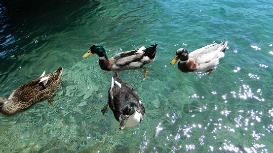 &laquo;&Mu;&alpha;&gamma;&nu;&eta;&tau;ί&zeta;&omicron;&upsilon;&nu;&raquo; &tau;&alpha; &beta;&lambda;έ&mu;&mu;&alpha;&tau;&alpha; &omicron;&iota; &pi;ά&pi;&iota;&epsilon;&sigmaf; &sigma;&tau;&omicron; &lambda;&iota;&mu;ά&nu;&iota; &tau;&eta;&sigmaf; &Pi;&lambda;ά&kappa;&alpha;&sigmaf; &Lambda;&epsilon;&omega;&nu;&iota;&delta;ί&omicron;&upsilon; (&epsilon;&iota;&kappa;ό&nu;&epsilon;&sigmaf; &kappa;&alpha;&iota; &beta;ί&nu;&tau;&epsilon;&omicron;)