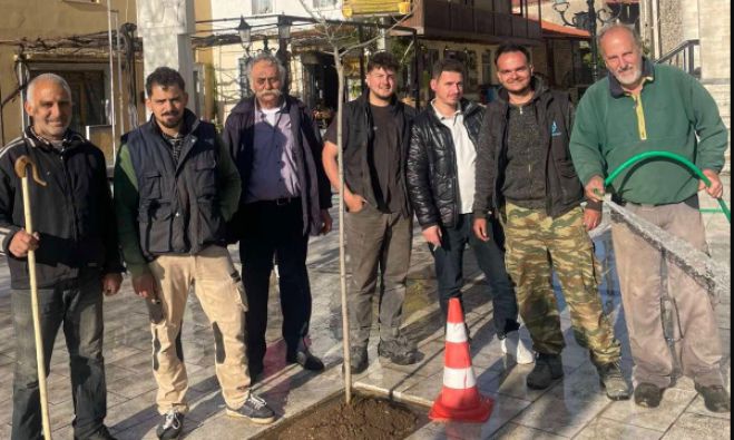Δενδροφύτευση στην κεντρική πλατεία του Αγίου Πέτρου! (εικόνες)