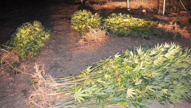 &Delta;ύ&omicron; &alpha;&lambda;&beta;&alpha;&nu;&omicron;ί &kappa;&alpha;&tau;&eta;&gamma;&omicron;&rho;&omicron;ύ&nu;&tau;&alpha;&iota; &gamma;&iota;&alpha; &tau;&eta; &phi;&upsilon;&tau;&epsilon;ί&alpha; &kappa;ά&nu;&nu;&alpha;&beta;&eta;&sigmaf; &sigma;&tau;&eta;&nu; &Omicron;&iota;&chi;&alpha;&lambda;ί&alpha; &Mu;&epsilon;&sigma;&sigma;&eta;&nu;ί&alpha;&sigmaf;