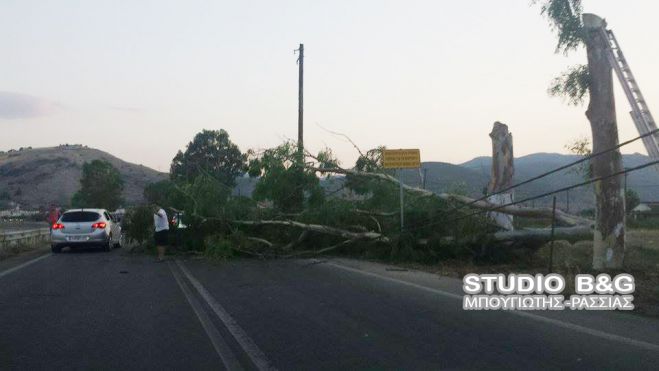 &Pi;&alpha;&rho;&alpha;&lambda;ί&gamma;&omicron; &nu;&alpha; &theta;&rho;&eta;&nu;ή&sigma;&omicron;&upsilon;&mu;&epsilon; &theta;ύ&mu;&alpha;&tau;&alpha; &alpha;&pi;ό &kappa;&omicron;&pi;ή &delta;έ&nu;&tau;&rho;&omicron;&upsilon; &sigma;&epsilon; &pi;&alpha;&rho;&alpha;&lambda;&iota;&alpha;&kappa;ό &delta;&rho;ό&mu;&omicron; &tau;&eta;&sigmaf; &Alpha;&rho;&gamma;&omicron;&lambda;ί&delta;&alpha;&sigmaf; (&epsilon;&iota;&kappa;ό&nu;&epsilon;&sigmaf;)