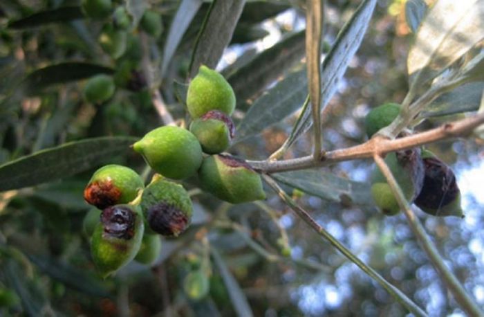 Αρκαδία | Θέσεις εργασίας για το Πρόγραμμα Καταπολέμησης του Δάκου της Ελιάς