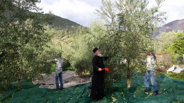 Ο Μητροπολίτης Αλέξανδρος ... μαζεύει ελιές στο Λεωνίδιο! (εικόνες)