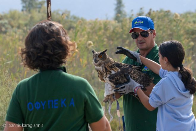 &Eta; &Gamma;&iota;&omicron;&rho;&tau;ή &Pi;&omicron;&upsilon;&lambda;&iota;ώ&nu; &sigma;&tau;&eta; &lambda;&iota;&mu;&nu;&omicron;&theta;ά&lambda;&alpha;&sigma;&sigma;&alpha; &Mu;&omicron;&upsilon;&sigma;&tau;&omicron;ύ (&epsilon;&iota;&kappa;ό&nu;&epsilon;&sigmaf;)