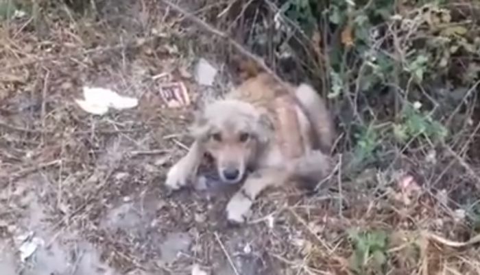 Για "αδιαφορία και απραξία" καταγγέλλει τον Δήμο Τρίπολης ο Φιλοζωικός με αφορμή ένα χτυπημένο αδέσποτο (vd)