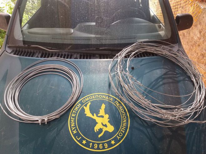 Παράνομο κυνήγι αγριογούρουνου με θηλιές στη Γορτυνία