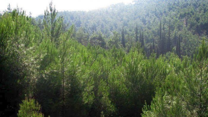 &Alpha;&pi;&alpha;&gamma;ό&rho;&epsilon;&upsilon;&sigma;&eta; &mu;&epsilon;&tau;&alpha;&kappa;ί&nu;&eta;&sigma;&eta;&sigmaf; &sigma;&epsilon; &delta;ά&sigma;&eta; &kappa;&alpha;&iota; ά&lambda;&sigma;&eta; - &Alpha;&upsilon;&sigma;&tau;&eta;&rho;&omicron;ί έ&lambda;&epsilon;&gamma;&chi;&omicron;&iota; &alpha;&pi;ό &tau;&eta; &Delta;&alpha;&sigma;&iota;&kappa;ή &Upsilon;&pi;&eta;&rho;&epsilon;&sigma;ί&alpha; &tau;&eta;&sigmaf; &Alpha;&rho;&kappa;&alpha;&delta;ί&alpha;&sigmaf;