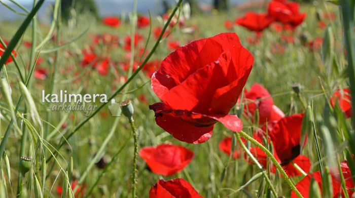 &Tau;&alpha; &upsilon;&pi;έ&rho;&omicron;&chi;&alpha; &kappa;&alpha;&tau;&alpha;&kappa;ό&kappa;&kappa;&iota;&nu;&alpha; &lambda;&omicron;&upsilon;&lambda;&omicron;ύ&delta;&iota;&alpha; &sigma;&tau;&eta;&nu; &Epsilon;&pi;&iota;&sigma;&kappa;&omicron;&pi;ή &Tau;&epsilon;&gamma;έ&alpha;&sigmaf;! (&epsilon;&iota;&kappa;ό&nu;&epsilon;&sigmaf;)
