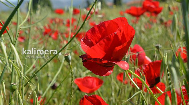 &Tau;&alpha; &upsilon;&pi;έ&rho;&omicron;&chi;&alpha; &kappa;&alpha;&tau;&alpha;&kappa;ό&kappa;&kappa;&iota;&nu;&alpha; &lambda;&omicron;&upsilon;&lambda;&omicron;ύ&delta;&iota;&alpha; &sigma;&tau;&eta;&nu; &Epsilon;&pi;&iota;&sigma;&kappa;&omicron;&pi;ή &Tau;&epsilon;&gamma;έ&alpha;&sigmaf;! (&epsilon;&iota;&kappa;ό&nu;&epsilon;&sigmaf;)