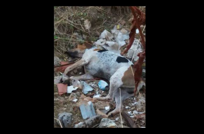 &Delta;&eta;&lambda;&eta;&tau;&eta;&rho;&iota;&alpha;&sigma;&mu;έ&nu;&omicron; &sigma;&kappa;&upsilon;&lambda;ί &beta;&rho;έ&theta;&eta;&kappa;&epsilon; &sigma;&epsilon; &lambda;ά&kappa;&kappa;&omicron; &mu;&epsilon; &mu;&pi;ά&zeta;&alpha; ...