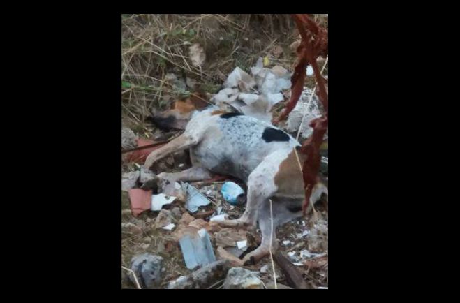 &Delta;&eta;&lambda;&eta;&tau;&eta;&rho;&iota;&alpha;&sigma;&mu;έ&nu;&omicron; &sigma;&kappa;&upsilon;&lambda;ί &beta;&rho;έ&theta;&eta;&kappa;&epsilon; &sigma;&epsilon; &lambda;ά&kappa;&kappa;&omicron; &mu;&epsilon; &mu;&pi;ά&zeta;&alpha; ...