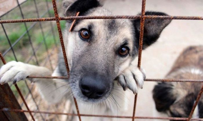Δήμος Τρίπολης | Πρόσκληση για «Παροχή κτηνιατρικών υπηρεσιών για τα αδέσποτα ζώα για το έτος 2020»