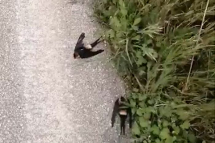 &Theta;&lambda;&iota;&beta;&epsilon;&rho;ή &epsilon;&iota;&kappa;ό&nu;&alpha; &mu;&epsilon; &delta;&epsilon;&kappa;ά&delta;&epsilon;&sigmaf; &nu;&epsilon;&kappa;&rho;ά &chi;&epsilon;&lambda;&iota;&delta;ό&nu;&iota;&alpha; &sigma;&tau;&eta;&nu; &Alpha;&rho;&gamma;&omicron;&lambda;ί&delta;&alpha; (vd)