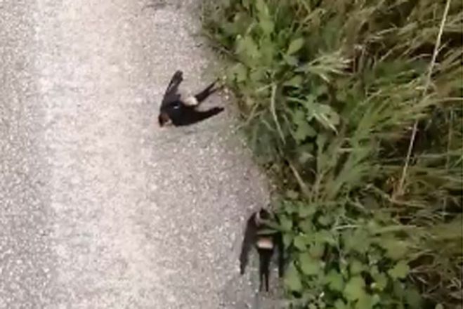 &Theta;&lambda;&iota;&beta;&epsilon;&rho;ή &epsilon;&iota;&kappa;ό&nu;&alpha; &mu;&epsilon; &delta;&epsilon;&kappa;ά&delta;&epsilon;&sigmaf; &nu;&epsilon;&kappa;&rho;ά &chi;&epsilon;&lambda;&iota;&delta;ό&nu;&iota;&alpha; &sigma;&tau;&eta;&nu; &Alpha;&rho;&gamma;&omicron;&lambda;ί&delta;&alpha; (vd)