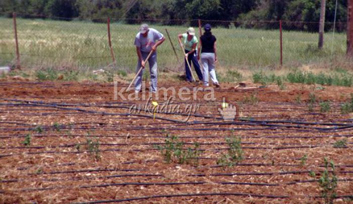 Λαχανόκηπος: Αιτήσεις μέχρι την Παρασκευή!