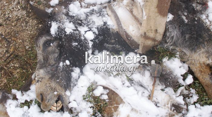 Σκληρές εικόνες: Γαϊδουράκι ψόφησε δεμένο μέσα στο χιόνι και έγινε τροφή για τα αδέσποτα …