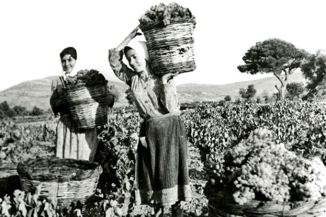 Ελαιοχώρι | Εκδήλωση για τον Τρύγο στο χωριό!