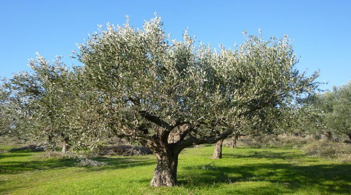 &Epsilon;&lambda;&alpha;&iota;ό&lambda;&alpha;&delta;&omicron; - &Mu;&epsilon; &tau;&iota; &tau;&iota;&mu;έ&sigmaf; &theta;&alpha; &epsilon;ί&nu;&alpha;&iota; &iota;&kappa;&alpha;&nu;&omicron;&pi;&omicron;&iota;&eta;&mu;έ&nu;&omicron;&iota; &omicron;&iota; &pi;&alpha;&rho;&alpha;&gamma;&omega;&gamma;&omicron;ί &tau;&eta;&sigmaf; &Kappa;&upsilon;&nu;&omicron;&upsilon;&rho;ί&alpha;&sigmaf;