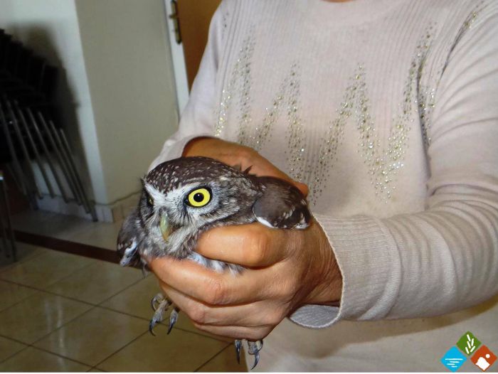 &Tau;&rho;&alpha;&upsilon;&mu;&alpha;&tau;&iota;&sigma;&mu;έ&nu;&eta; &kappa;&omicron;&upsilon;&kappa;&omicron;&upsilon;&beta;ά&gamma;&iota;&alpha; &sigma;&tau;&eta;&nu; &pi;&epsilon;&rho;&iota;&omicron;&chi;ή &tau;&omicron;&upsilon; &Lambda;&epsilon;&omega;&nu;&iota;&delta;ί&omicron;&upsilon; - Έ&phi;&upsilon;&gamma;&epsilon; &gamma;&iota;&alpha; &pi;&epsilon;&rho;ί&theta;&alpha;&lambda;&psi;&eta; &sigma;&tau;&eta;&nu; &Alpha;&theta;ή&nu;&alpha; (&epsilon;&iota;&kappa;ό&nu;&epsilon;&sigmaf;)