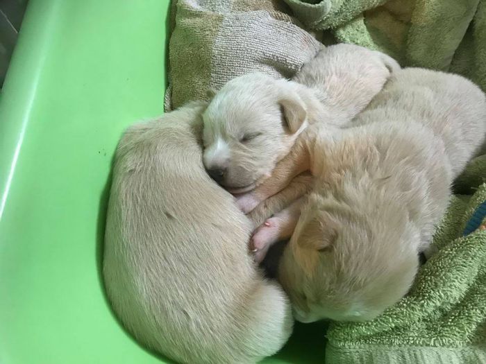 &Tau;&rho;ί&pi;&omicron;&lambda;&eta; | &Alpha;&upsilon;&tau;έ&sigmaf; &omicron;&iota; &psi;&upsilon;&chi;&omicron;ύ&lambda;&epsilon;&sigmaf; &beta;&rho;έ&theta;&eta;&kappa;&alpha;&nu; &sigma;&epsilon; &kappa;ά&delta;&omicron; &sigma;&kappa;&omicron;&upsilon;&pi;&iota;&delta;&iota;ώ&nu; ... (&epsilon;&iota;&kappa;ό&nu;&epsilon;&sigmaf;)