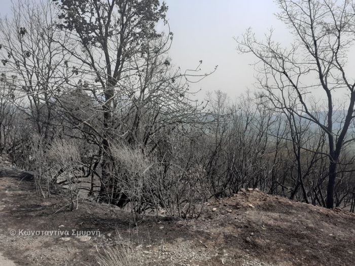 &Pi;&epsilon;&rho;&iota;&phi;έ&rho;&epsilon;&iota;&alpha; &Pi;&epsilon;&lambda;&omicron;&pi;&omicron;&nu;&nu;ή&sigma;&omicron;&upsilon; | &Sigma;&tau;ή&rho;&iota;&xi;&eta; &sigma;&tau;&omicron;&upsilon;&sigmaf; &pi;&lambda;&eta;&gamma;έ&nu;&tau;&epsilon;&sigmaf;, &delta;&iota;&alpha;&nu;&omicron;&mu;έ&sigmaf; &zeta;&omega;&omicron;&tau;&rho;&omicron;&phi;ώ&nu; &ndash; &pi;&lambda;ή&theta;&omicron;&sigmaf; &pi;&rho;&omicron;&sigma;&phi;&omicron;&rho;ώ&nu; &alpha;&pi;ό &epsilon;&pi;&iota;&chi;&epsilon;&iota;&rho;ή&sigma;&epsilon;&iota;&sigmaf; &kappa;&alpha;&iota; &iota;&delta;&iota;ώ&tau;&epsilon;&sigmaf;