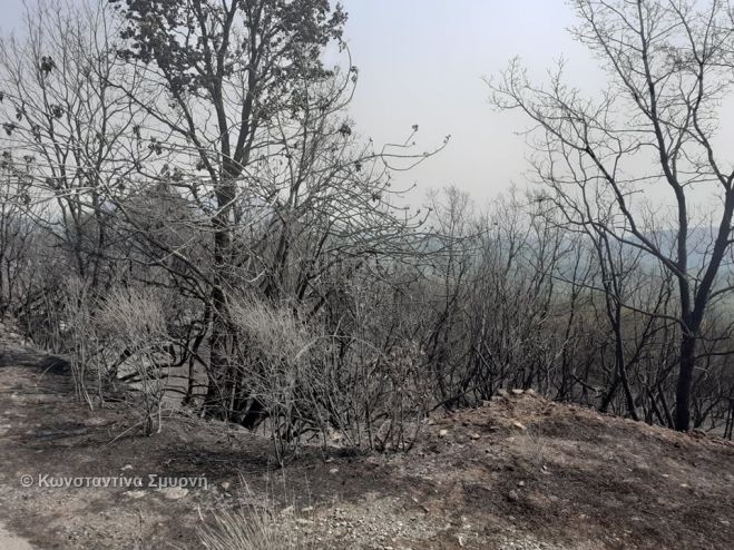&Pi;&epsilon;&rho;&iota;&phi;έ&rho;&epsilon;&iota;&alpha; &Pi;&epsilon;&lambda;&omicron;&pi;&omicron;&nu;&nu;ή&sigma;&omicron;&upsilon; | &Sigma;&tau;ή&rho;&iota;&xi;&eta; &sigma;&tau;&omicron;&upsilon;&sigmaf; &pi;&lambda;&eta;&gamma;έ&nu;&tau;&epsilon;&sigmaf;, &delta;&iota;&alpha;&nu;&omicron;&mu;έ&sigmaf; &zeta;&omega;&omicron;&tau;&rho;&omicron;&phi;ώ&nu; &ndash; &pi;&lambda;ή&theta;&omicron;&sigmaf; &pi;&rho;&omicron;&sigma;&phi;&omicron;&rho;ώ&nu; &alpha;&pi;ό &epsilon;&pi;&iota;&chi;&epsilon;&iota;&rho;ή&sigma;&epsilon;&iota;&sigmaf; &kappa;&alpha;&iota; &iota;&delta;&iota;ώ&tau;&epsilon;&sigmaf;
