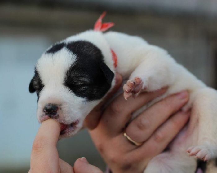 &Nu;&epsilon;&omicron;&gamma;έ&nu;&nu;&eta;&tau;&alpha; &kappa;&omicron;&upsilon;&tau;&alpha;&beta;ά&kappa;&iota;&alpha; &beta;&rho;έ&theta;&eta;&kappa;&alpha;&nu; &sigma;&epsilon; &kappa;ά&delta;&omicron; &alpha;&pi;&omicron;&rho;&rho;&iota;&mu;&mu;ά&tau;&omega;&nu; &sigma;&tau;&eta;&nu; &Mu;&epsilon;&gamma;&alpha;&lambda;ό&pi;&omicron;&lambda;&eta; (&epsilon;&iota;&kappa;ό&nu;&epsilon;&sigmaf;)
