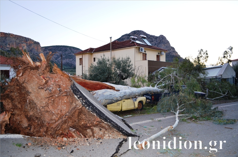 &Zeta;&eta;&mu;&iota;έ&sigmaf; &kappa;&alpha;&iota; &xi;&epsilon;&rho;&iota;&zeta;&omega;&mu;έ&nu;&alpha; &delta;έ&nu;&tau;&rho;&alpha; &sigma;&tau;&omicron; &Lambda;&epsilon;&omega;&nu;ί&delta;&iota;&omicron; &alpha;&pi;ό &tau;&omicron;&upsilon;&sigmaf; &iota;&sigma;&chi;&upsilon;&rho;&omicron;ύ&sigmaf; &alpha;&nu;έ&mu;&omicron;&upsilon;&sigmaf;!