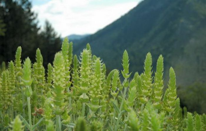 Κρατικό Κτήμα Βυτίνας – Τα επόμενα σχέδια για τσάι Μαινάλου και βυσσινόκηπο!