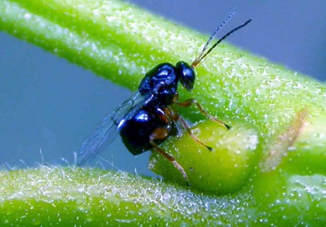 12.000 έντομα εξαπολύθηκαν στην Περιφέρεια Πελοποννήσου για τη σφήκα της καστανιάς!