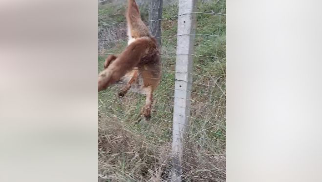 &Tau;&rho;ί&pi;&omicron;&lambda;&eta; | &Alpha;&lambda;&epsilon;&pi;&omicron;ύ &epsilon;&gamma;&kappa;&lambda;&omega;&beta;ί&sigma;&tau;&eta;&kappa;&epsilon; &sigma;&epsilon; &pi;&epsilon;&rho;ί&phi;&rho;&alpha;&xi;&eta; - &Tau;&eta;&nu; &epsilon;&lambda;&epsilon;&upsilon;&theta;έ&rho;&omega;&sigma;&alpha;&nu; &mu;έ&lambda;&eta; &tau;&eta;&sigmaf; &Phi;&iota;&lambda;&omicron;&zeta;&omega;&iota;&kappa;ή&sigmaf; (vd)