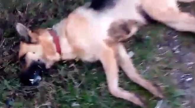 &Sigma;&epsilon; &omicron;&nu;&omicron;&mu;&alpha;&sigma;&tau;&iota;&kappa;έ&sigmaf; &kappa;&alpha;&tau;&alpha;&gamma;&gamma;&epsilon;&lambda;ί&epsilon;&sigmaf; &theta;&alpha; &pi;&rho;&omicron;&chi;&omega;&rho;ή&sigma;&epsilon;&iota; &omicron; &Phi;&iota;&lambda;&omicron;&zeta;&omega;&iota;&kappa;ό&sigmaf; &gamma;&iota;&alpha; &tau;&iota;&sigmaf; &phi;ό&lambda;&epsilon;&sigmaf; &sigma;&tau;&eta;&nu; &Tau;&rho;ί&pi;&omicron;&lambda;&eta;